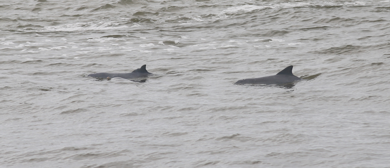 Exemple d'un dauphin facilement identifiable grâce à sa nageoire dorsale bien marquée (Crédits : K. Pineau)