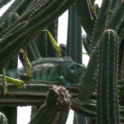 Iguane vert posté dans la barrière de Cactus proche de la colonie des Sternes (Crédits : RNNC)