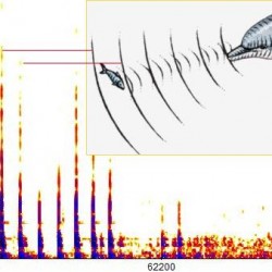 Spectrogrammes des clics émis par les Sotalies (Crédits : RNNC)