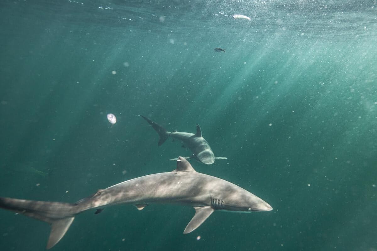 Requins soyeux au large de la Guyane (Crédits : Pierre Baelen Campagne Greenpeace 2019)