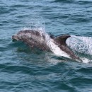 Grand dauphin au large de la Guyane - Inventaire pélagique GEPOG 2011-2012  (Crédits : R. Rinaldi)