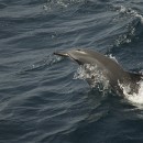 Dauphins à long bec - Inventaire pélagique GEPOG 2011-2012 (Crédits : J-B. Kraft)
