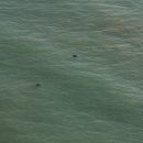 Dauphins de Guyane observés lors d'un survol aérien du littoral guyanais (Crédits : M. Dewynter/Biotope/DEAL)